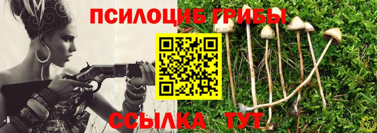 Галлюциногенные грибы Psilocybe Калуга